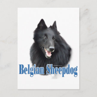 Belgische naam van de schapenhond briefkaart