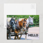Belgische paarden briefkaart (Voorkant / Achterkant)