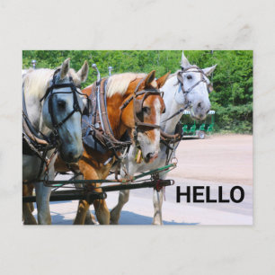 Belgische paarden briefkaart