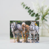 Belgische paarden briefkaart (Staand voorkant)