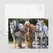 Belgische paarden briefkaart (Voorkant / Achterkant)