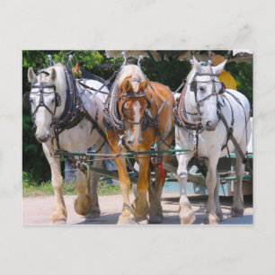 Belgische paarden briefkaart