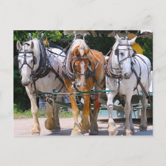 Belgische paarden briefkaart (Voorkant)