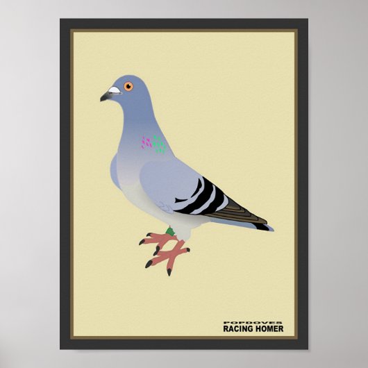 Belgische racehomerafdrukken poster (Voorkant)