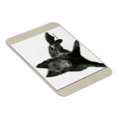 Belgische Schaapshond Kunst Magneet (Rechterzijde)