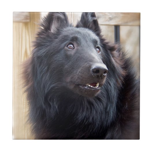 Belgische Sheep Dog Tegeltje (Voorkant)