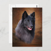 Belgische Sheepdog Briefkaart (Voorkant / Achterkant)