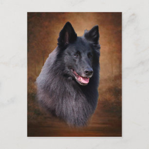 Belgische Sheepdog Briefkaart