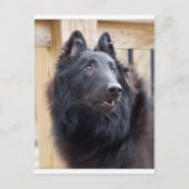 Belgische Sheepdog Briefkaart (Voorkant)