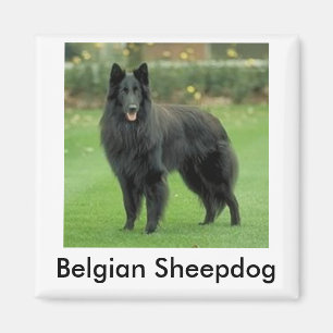 Belgische Sheepdog Magnet