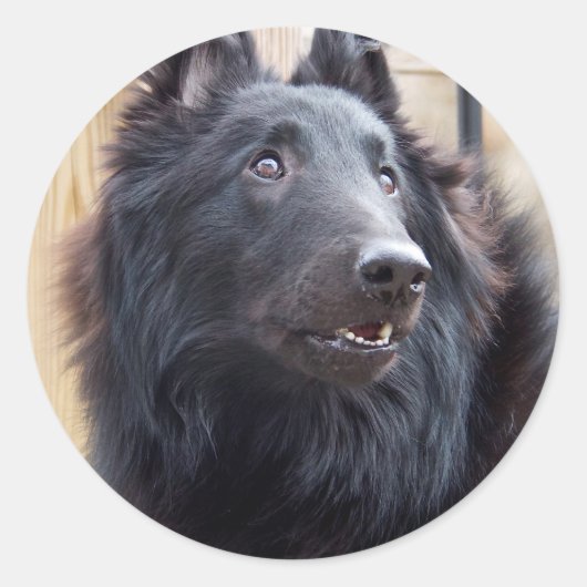 Belgische Sheepdog Ronde Sticker (Voorkant)