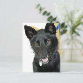 Belgische Sheepdog-Shepherd Briefkaart (Staand voorkant)