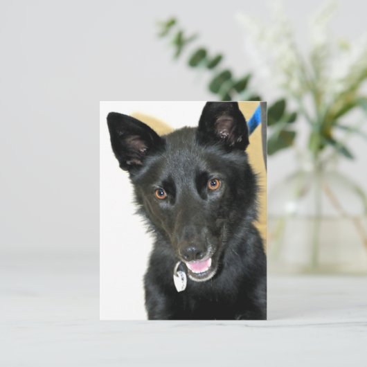 Belgische Sheepdog-Shepherd Briefkaart (Staand voorkant)