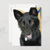 Belgische Sheepdog-Shepherd Briefkaart (Voorkant / Achterkant)