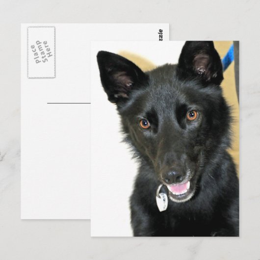 Belgische Sheepdog-Shepherd Briefkaart (Voorkant / Achterkant)
