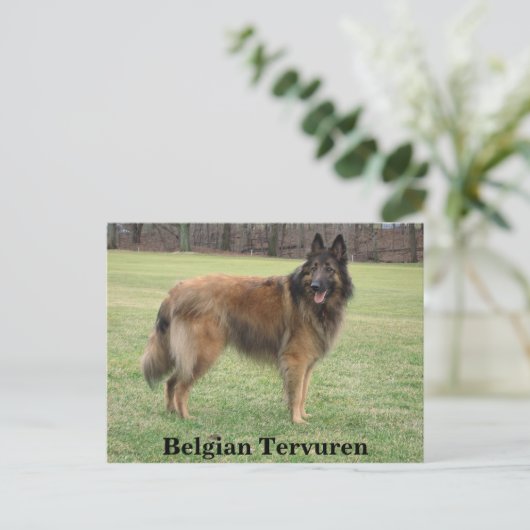 Belgische Shepherd Briefkaart (Staand voorkant)