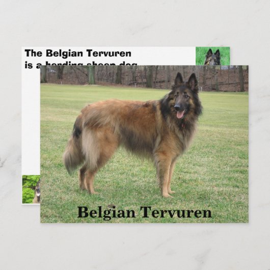 Belgische Shepherd Briefkaart (Voorkant / Achterkant)