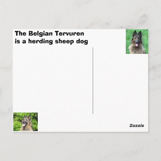 Belgische Shepherd Briefkaart (Achterkant)