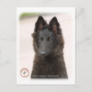 Belgische Shepherd Dog 9R096D-022 Briefkaart