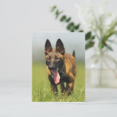 Belgische Shepherd Dog Briefkaart (Staand voorkant)