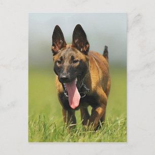 Belgische Shepherd Dog Briefkaart