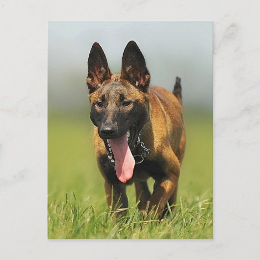 Belgische Shepherd Dog Briefkaart (Voorkant)