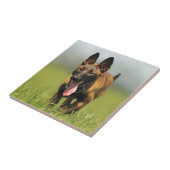 Belgische Shepherd Dog Tegeltje (Zijkant)