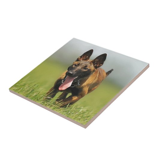 Belgische Shepherd Dog Tegeltje (Zijkant)