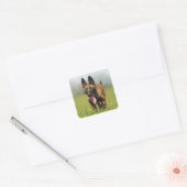 Belgische Shepherd Dog Vierkante Sticker (Envelop)