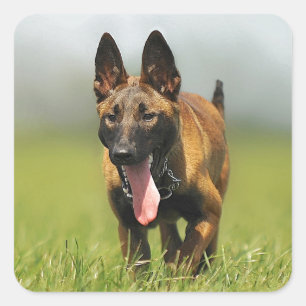 Belgische Shepherd Dog Vierkante Sticker