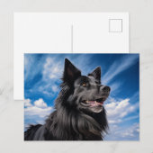 Belgische Shepherd Groenendael Briefkaart (Voorkant / Achterkant)