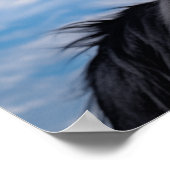 Belgische Shepherd Groenendael Poster (Hoek)