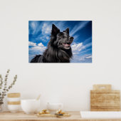 Belgische Shepherd Groenendael Poster (Keuken)
