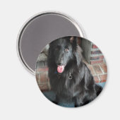 Belgische Shepherd ook bekend als "De zwarte wolf" Magneet (Voorkant / Achterkant)