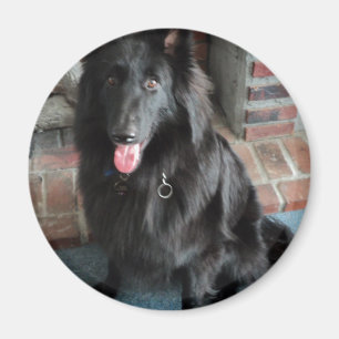 Belgische Shepherd ook bekend als "De zwarte wolf" Magneet