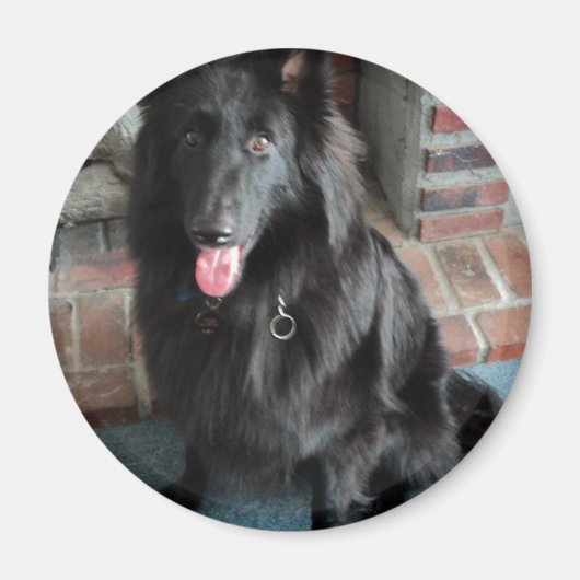 Belgische Shepherd ook bekend als "De zwarte wolf" Magneet (Voorkant)