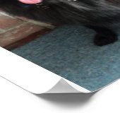 Belgische Shepherd ook bekend als "De zwarte wolf" Poster (Hoek)