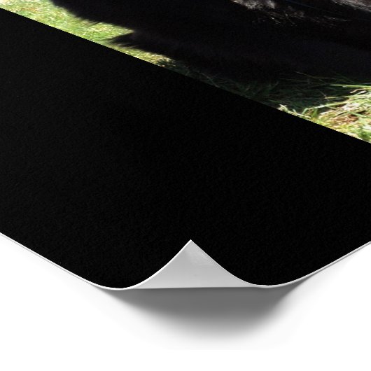 Belgische Shepherd ook bekend als "De zwarte wolf" Poster (Hoek)