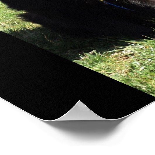 Belgische Shepherd ook bekend als "De zwarte wolf" Poster (Hoek)