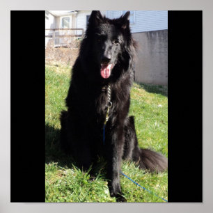 Belgische Shepherd ook bekend als "De zwarte wolf" Poster