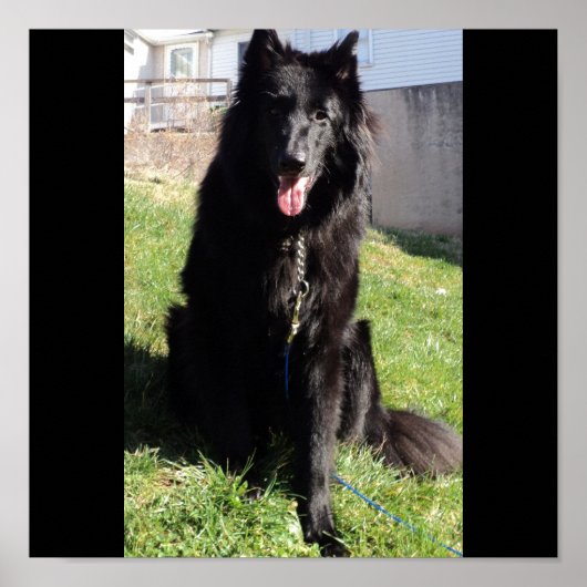 Belgische Shepherd ook bekend als "De zwarte wolf" Poster (Voorkant)