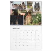 Belgische Shepherd Tervuren kalender (Mar 2027)