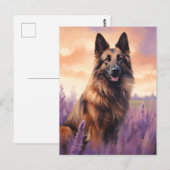 Belgische Tervuren in Lavendelveld Briefkaart (Voorkant / Achterkant)