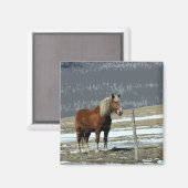 Belgische Trekpaard in Weide Magnet (Voorkant / Achterkant)