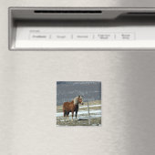 Belgische Trekpaard in Weide Magnet (Insitu (Vaatwasser))
