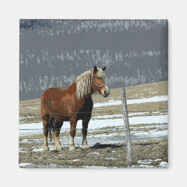 Belgische Trekpaard in Weide Magnet