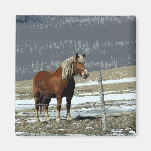 Belgische Trekpaard in Weide Magnet (Voorkant)