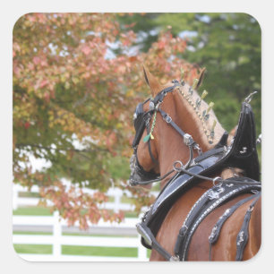 Belgische trekpaard stickers