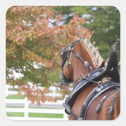 Belgische trekpaard stickers (Voorkant)