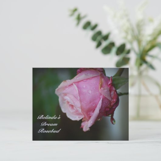 Belinda's Dream Rosebud Briefkaart (Staand voorkant)